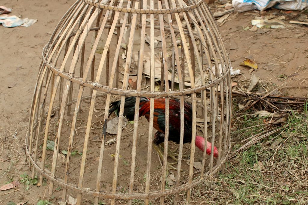Gà trống trong chuồng chuẩn bị chọi gà